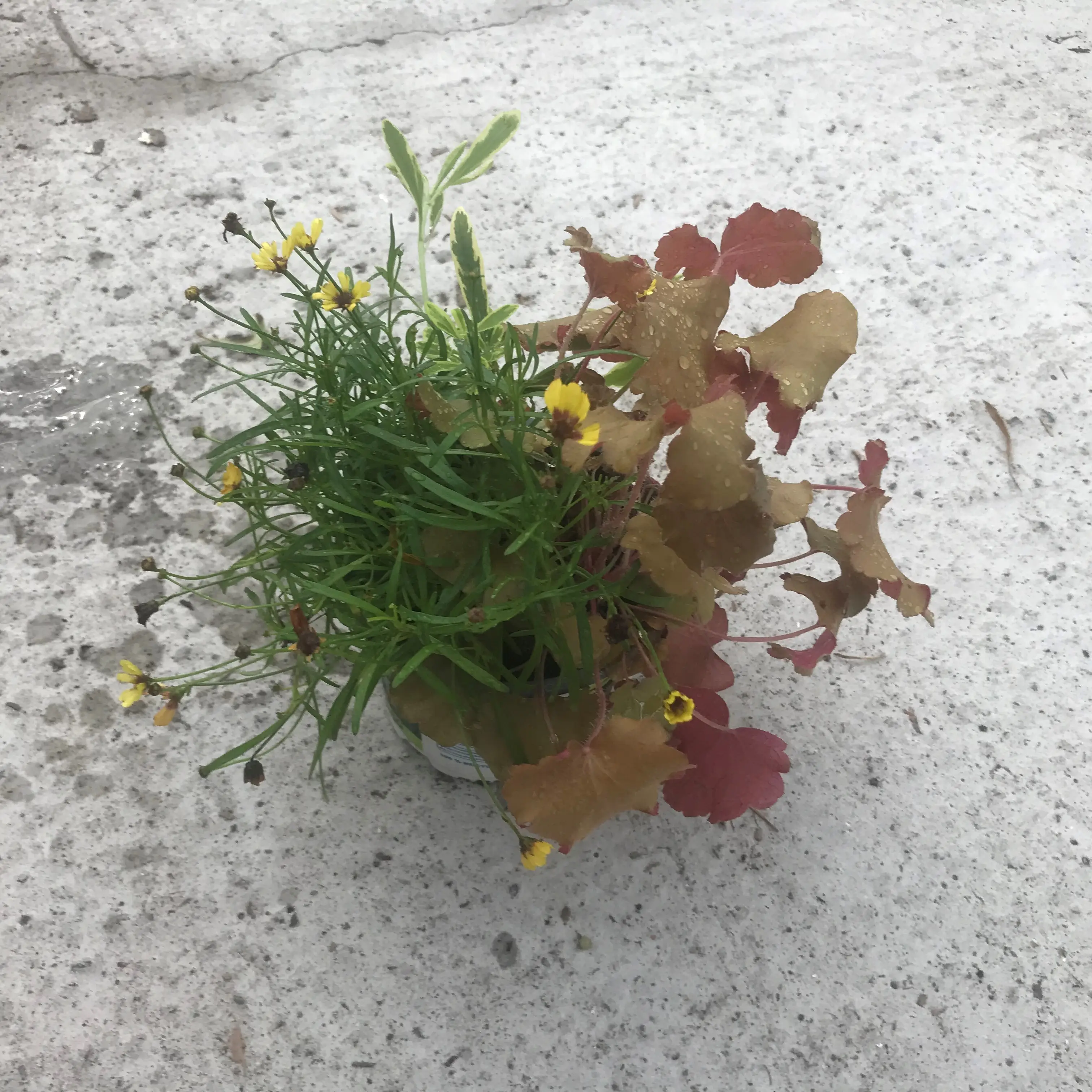 Composition Hidden Treasure – composition de 3 plantes Pot de 12 cm / 13 cm