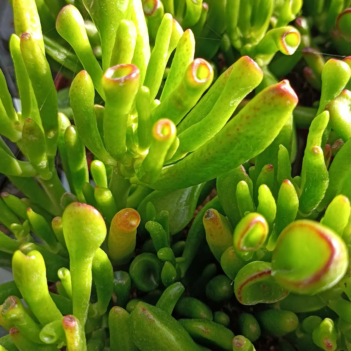 Crassula ovata Hobbit Pot de 12 cm / 13 cm