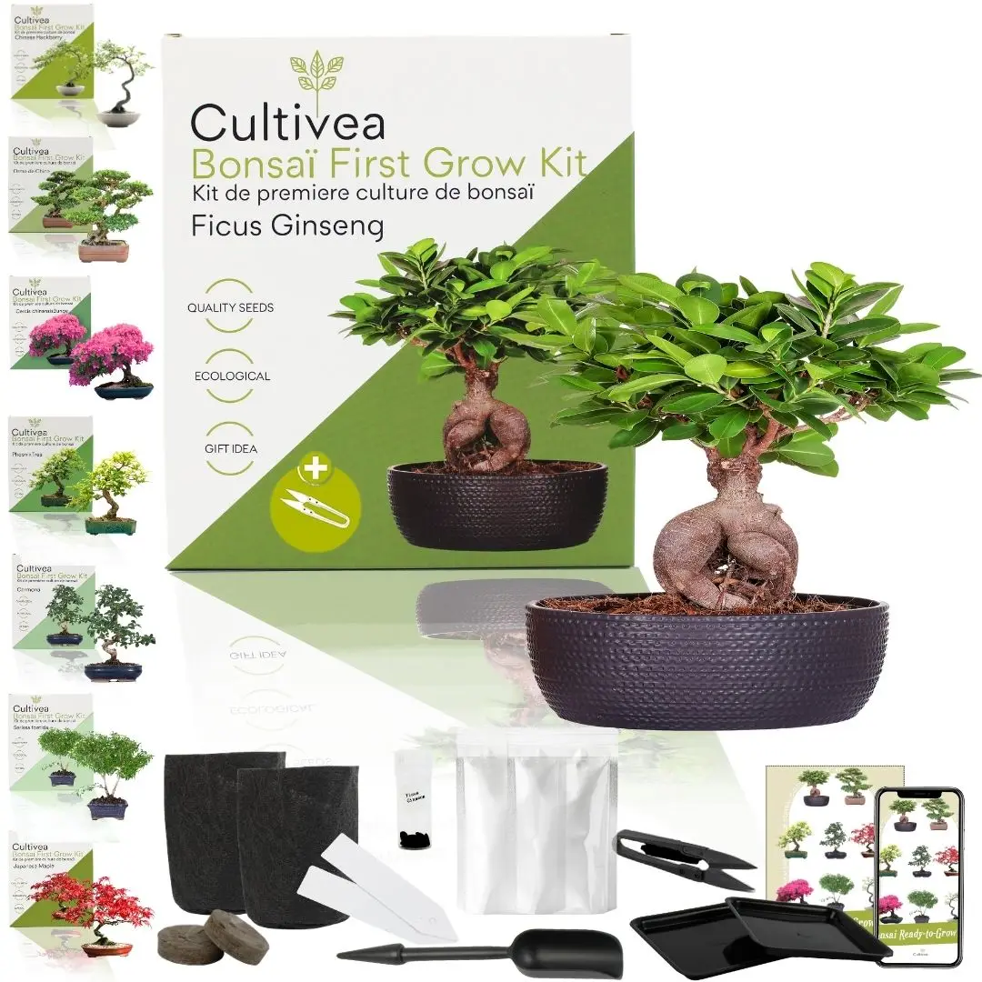 CULTIVEA® Kit First Bonsai Ficus Ginseng- Kit de première culture de Bonsaï – Prêt à Pousser avec Graines & Accessoires