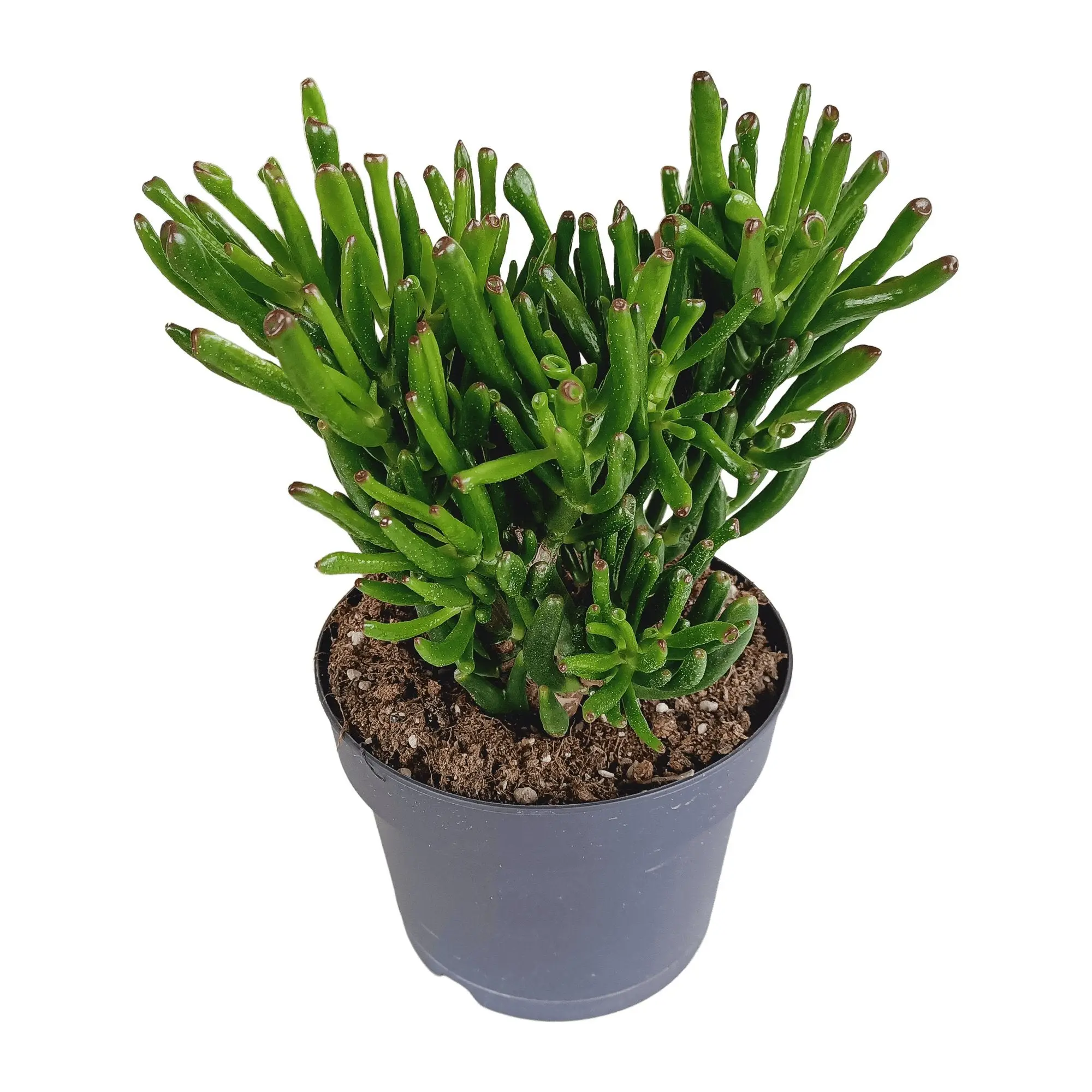 Crassula Gollum – Plante Succulente Tubulaire- La Green Touch