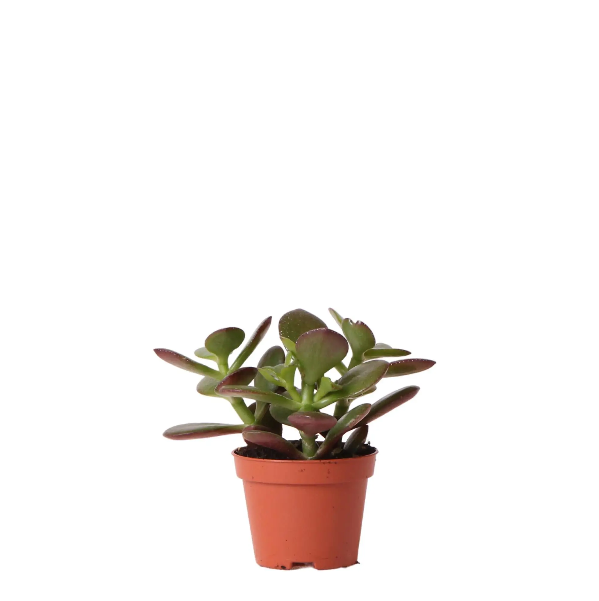 Crassula Ovata h8cm – mini plante grasse d’intérieur- La Green Touch
