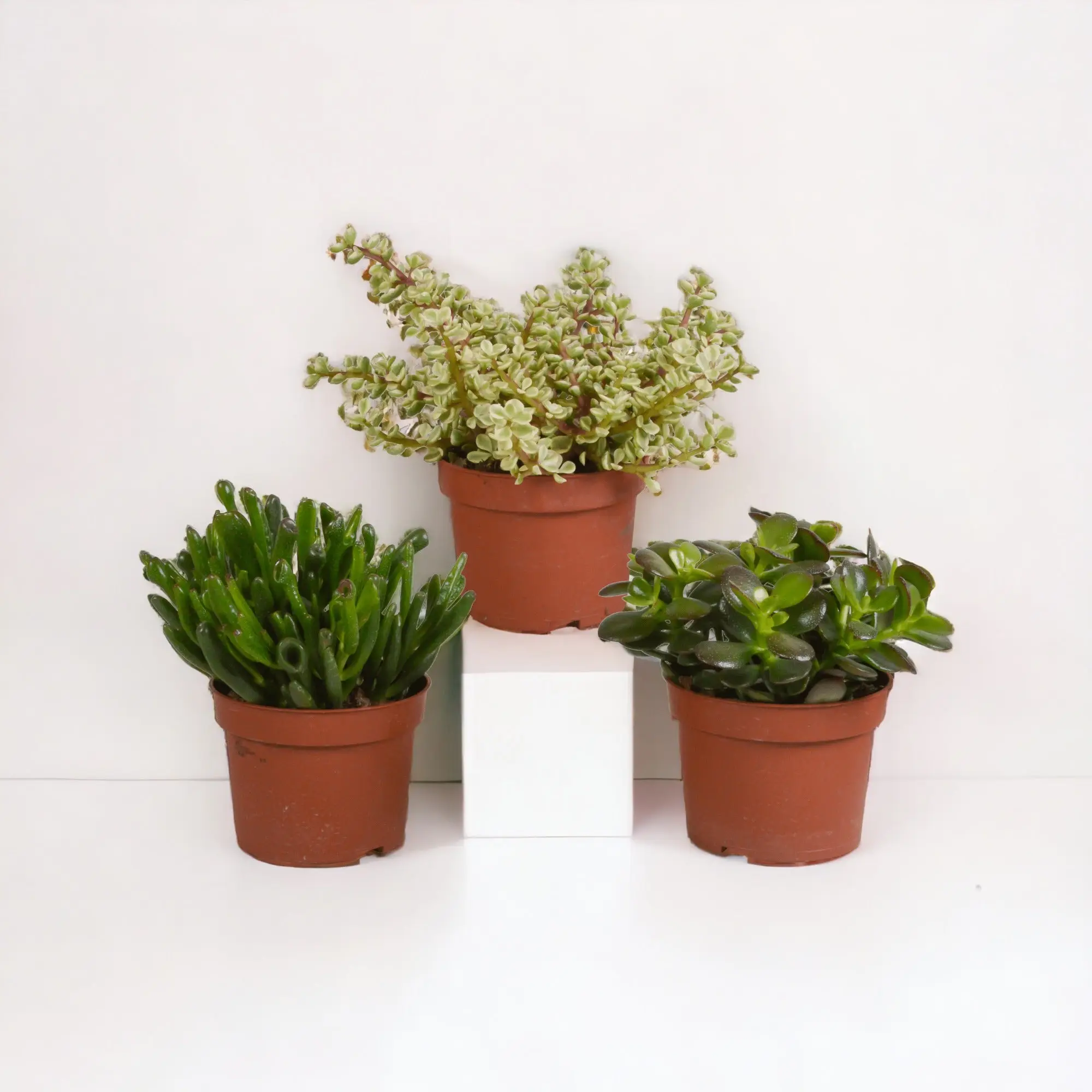 Crassula, box de 3 plantes h21cm- La Green Touch