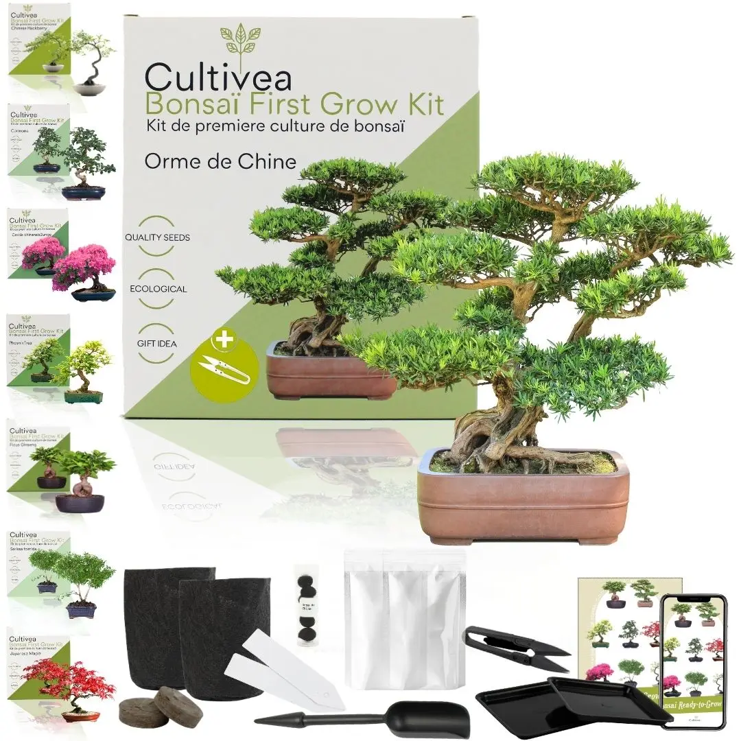CULTIVEA® Kit First Bonsai Orme De Chine – Prêt à Pousser avec Graines & Accessoires