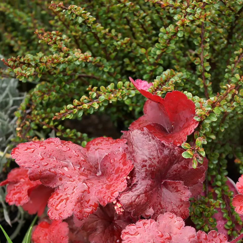 Cotoneaster adpressus Little Gem Pot de 2L/3L