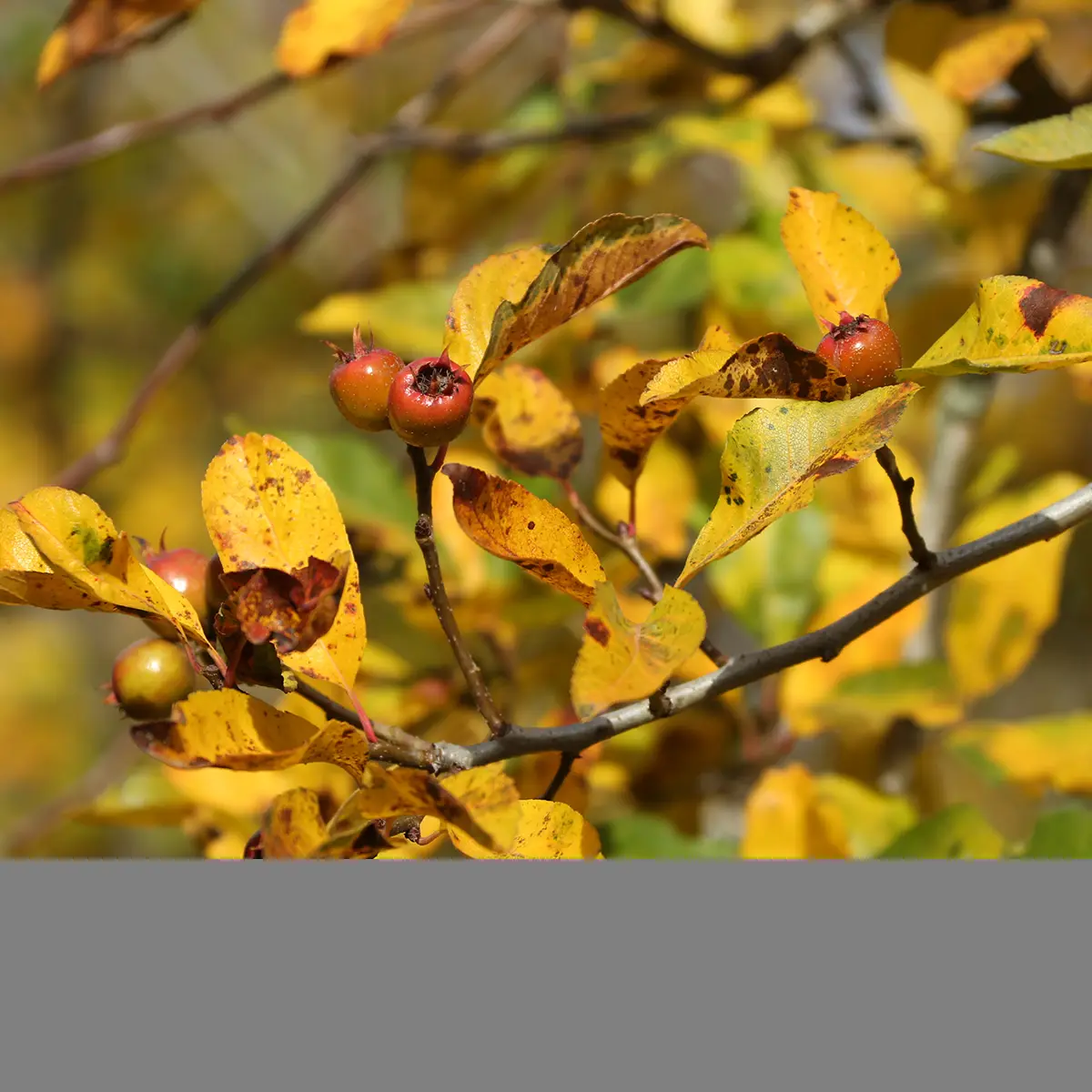 Crataemespilus grandiflora – Aubépine hybride Pot de 4L/5L, Tige