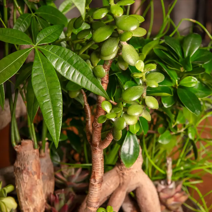 Crassula ovata – Arbre de Jade Mini-plante