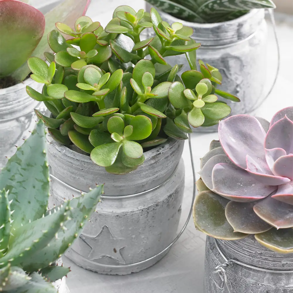 Crassula Ovata – Plante D’Intérieur Ornementale – Arbre De Jade En Pot De 12Cm – GardenersDream