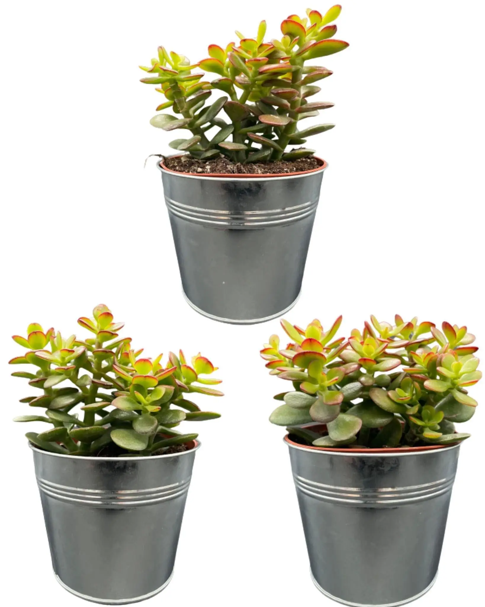 Crassula Minor en Zinc (Lot de 3)- La Green Touch