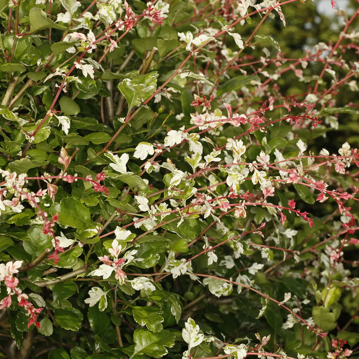 Crataegus x media (x laevigata) Gireoudii – Aubépine hybride Coupe 7,5L / 10L