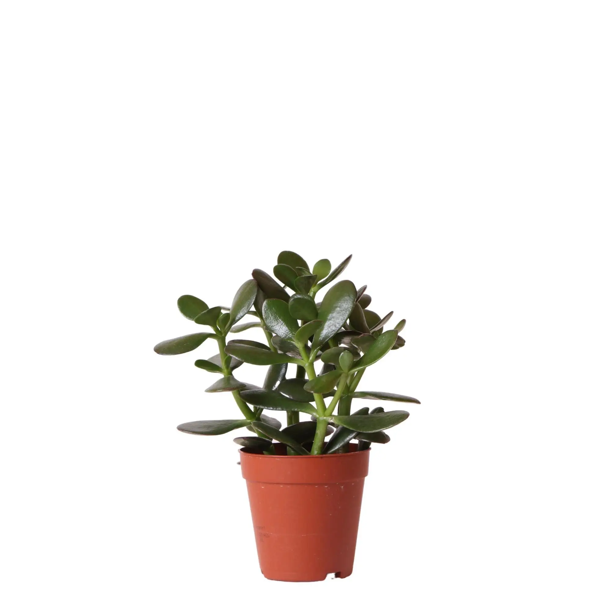 Crassula Ovata h20cm – plante grasse d’intérieur- La Green Touch