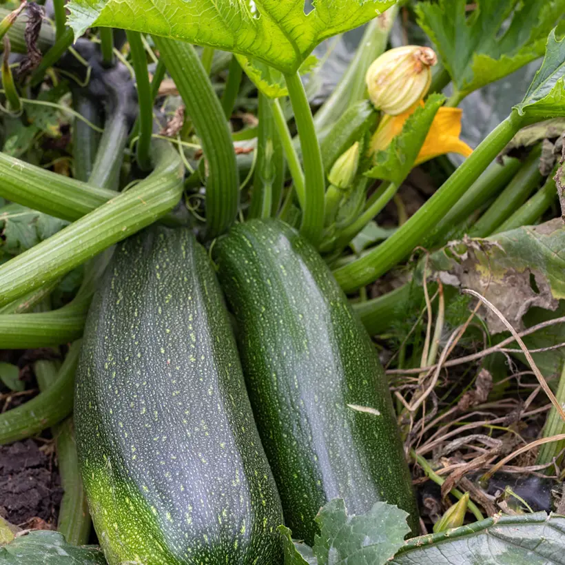 Courgette Verte non coureuse des maraîchers – Cucurbita pepo le sachet de 25 graines environ (3g)