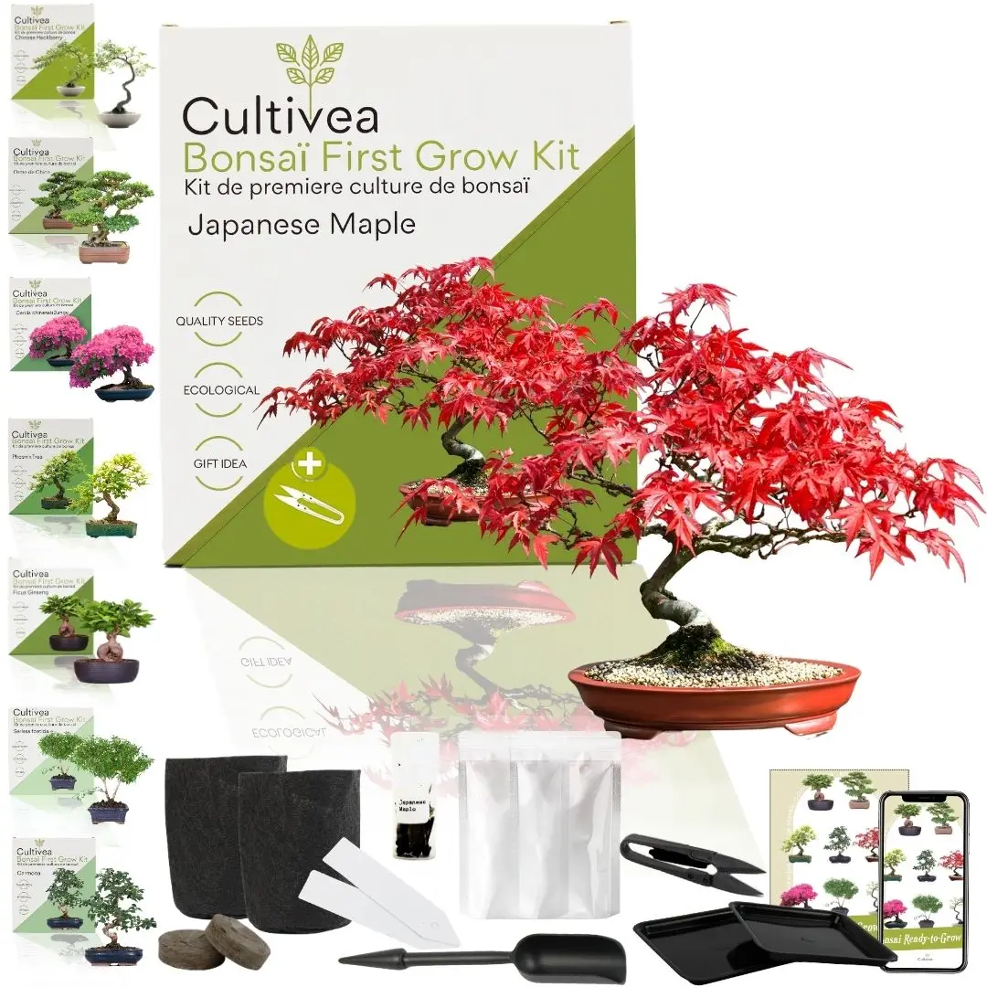CULTIVEA® Kit First Bonsai Japanese Maple- Kit de première culture de Bonsaï – Prêt à Pousser avec Graines & Accessoires