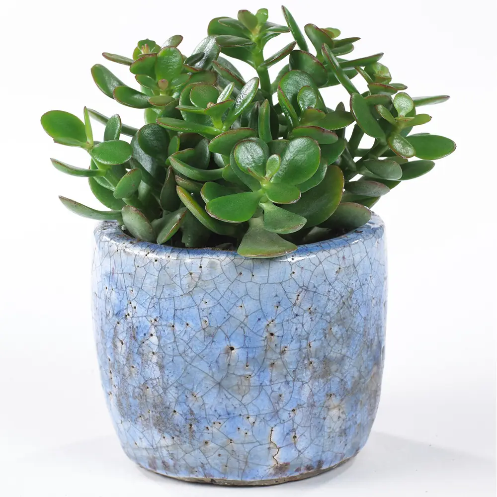 Crassula Ovata – Arbre De Jade Plante D’Intérieur Pour Bureaux En Pot De 12 Cm – GardenersDream