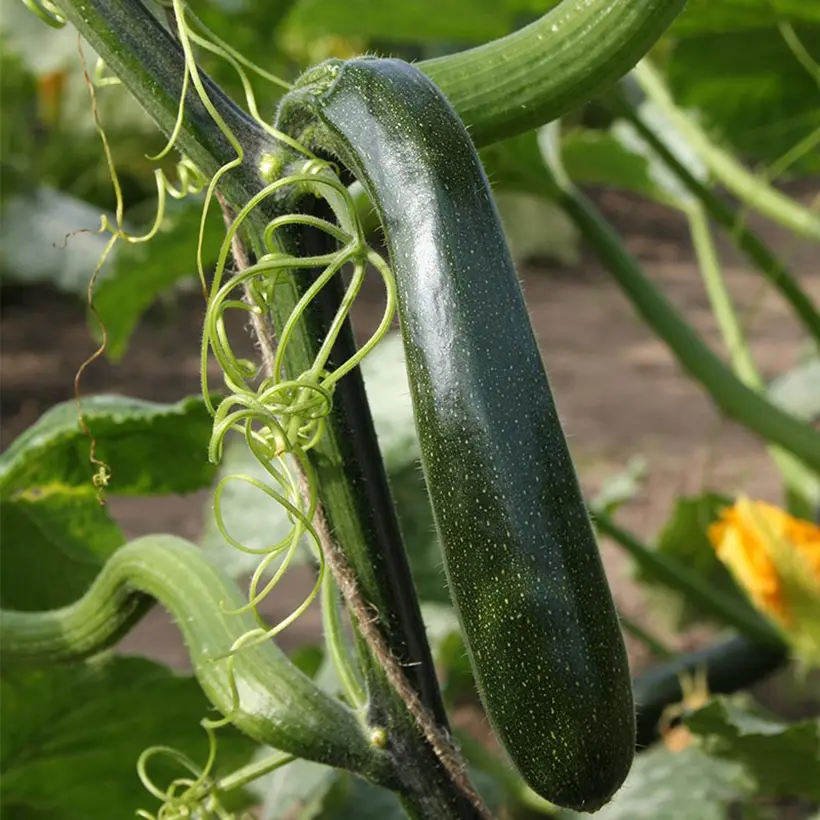 Courgette Ola Escaladora F1 BIO grimpante le sachet de 5 graines environ