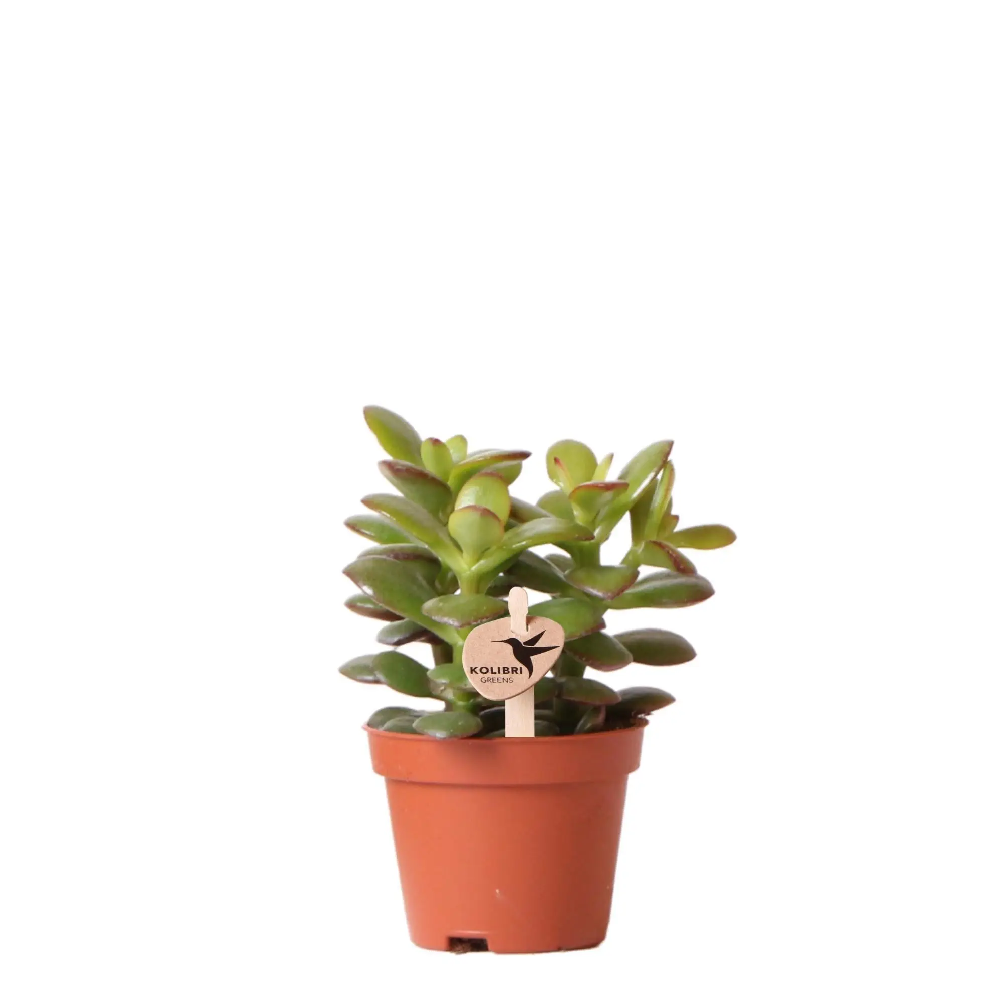 Crassula Minor h11cm – succulente- La Green Touch