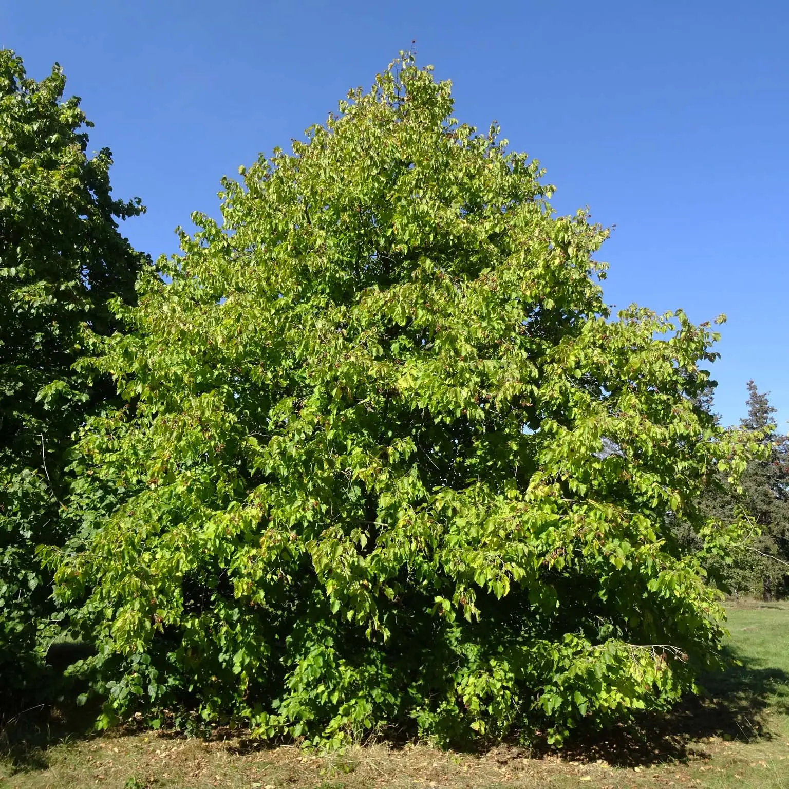 Corylus colurna – Noisetier de Byzance Pot de 12L/15L