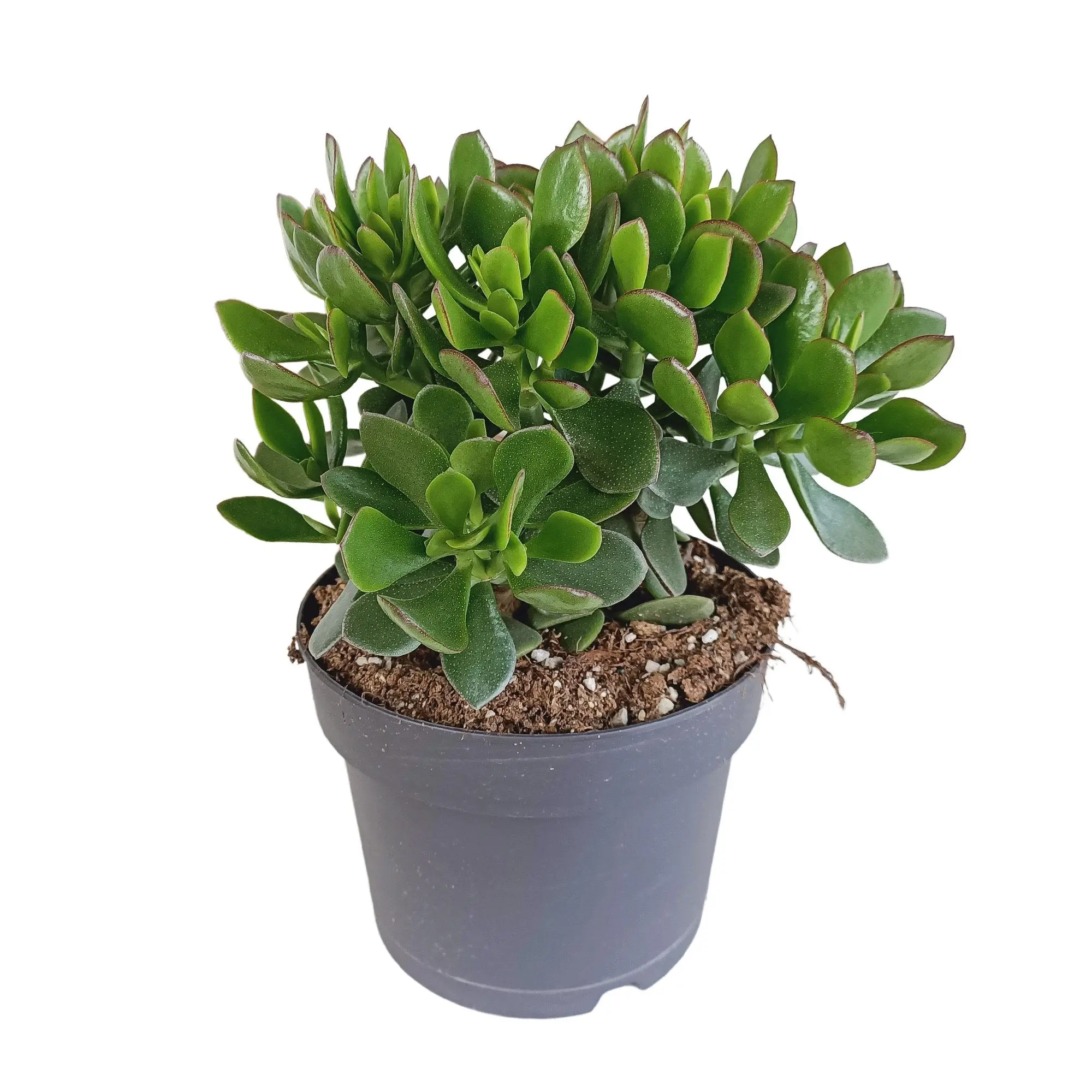 Crassula Minova Écarlate- La Green Touch
