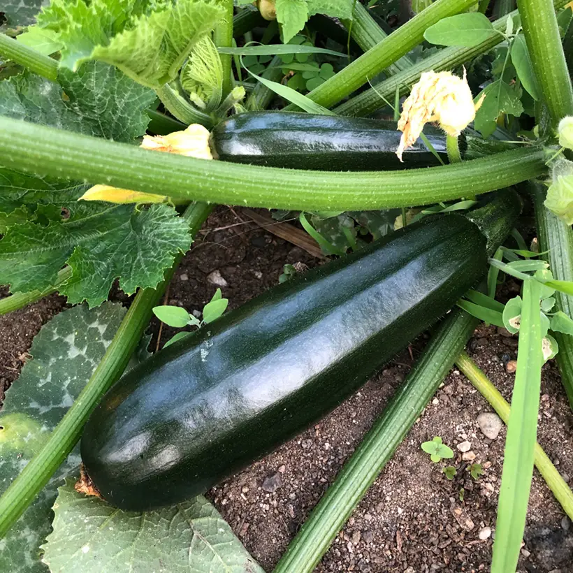 Courgette Verte de Milan ou Black Beauty – Cucurbita pepo le sachet de 35 graines environ (5g)