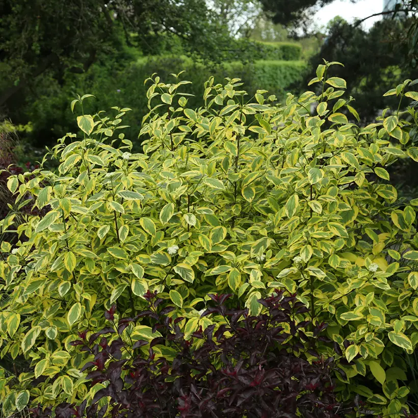 Cornus sericea Hedgerow’s Gold – Cornouiller stolonifère Pot de 3L/4L