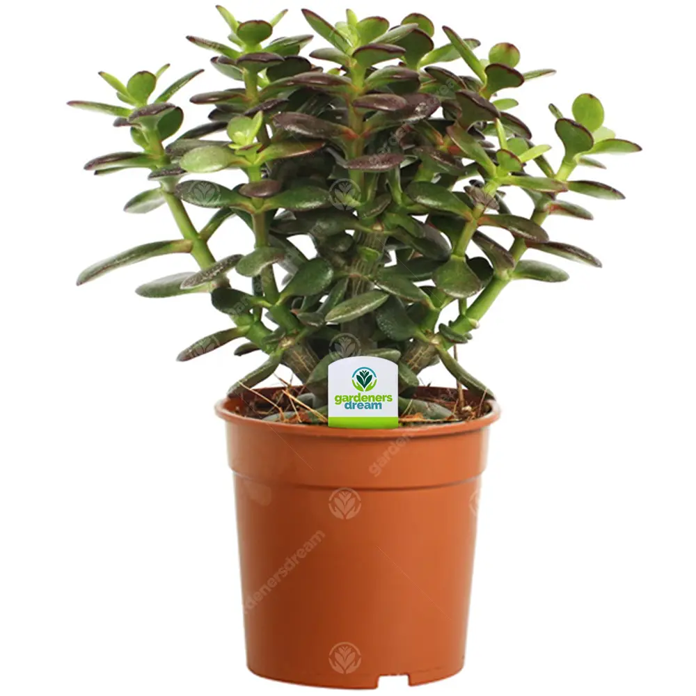 Crassula Minor – 1 Plante – Arbre De Jade En Pot D’Intérieur Pour Maison / Bureau – GardenersDream