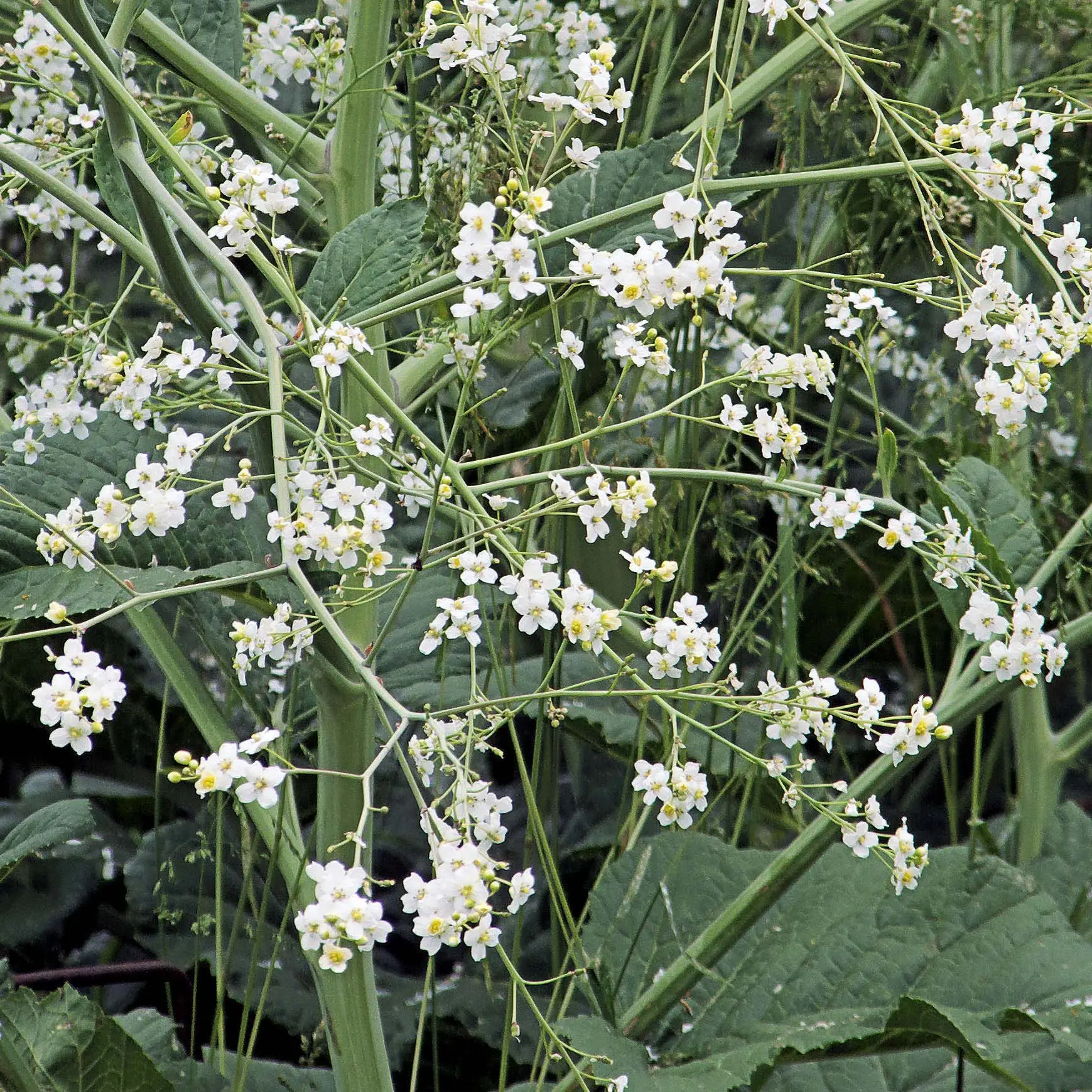 Crambe cordifolia – Chou nuage blanc Godet de 8/9 cm