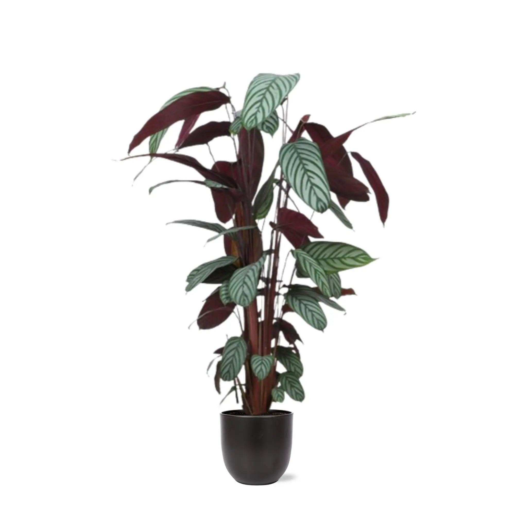 Ctenanthe Oppenheimiana et son pot- La Green Touch Anthracite – Hauteur 27cm