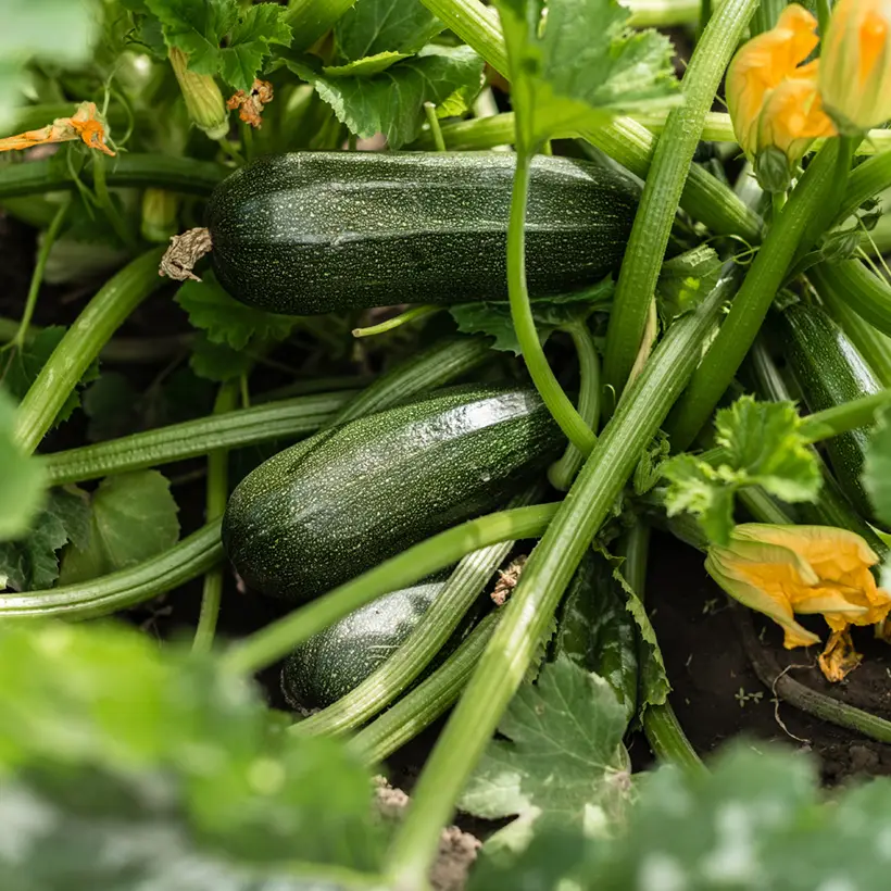 Courgette Verte de Milan (Black Beauty) Bio le sachet de 15 graines environ (2g)