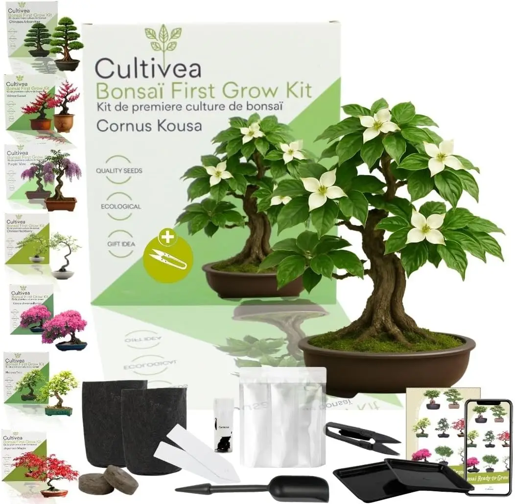 CULTIVEA® Kit First Bonsai Cornus Kousa – Kit de première culture de Bonsaï – Prêt à Pousser avec Graines & Accessoires