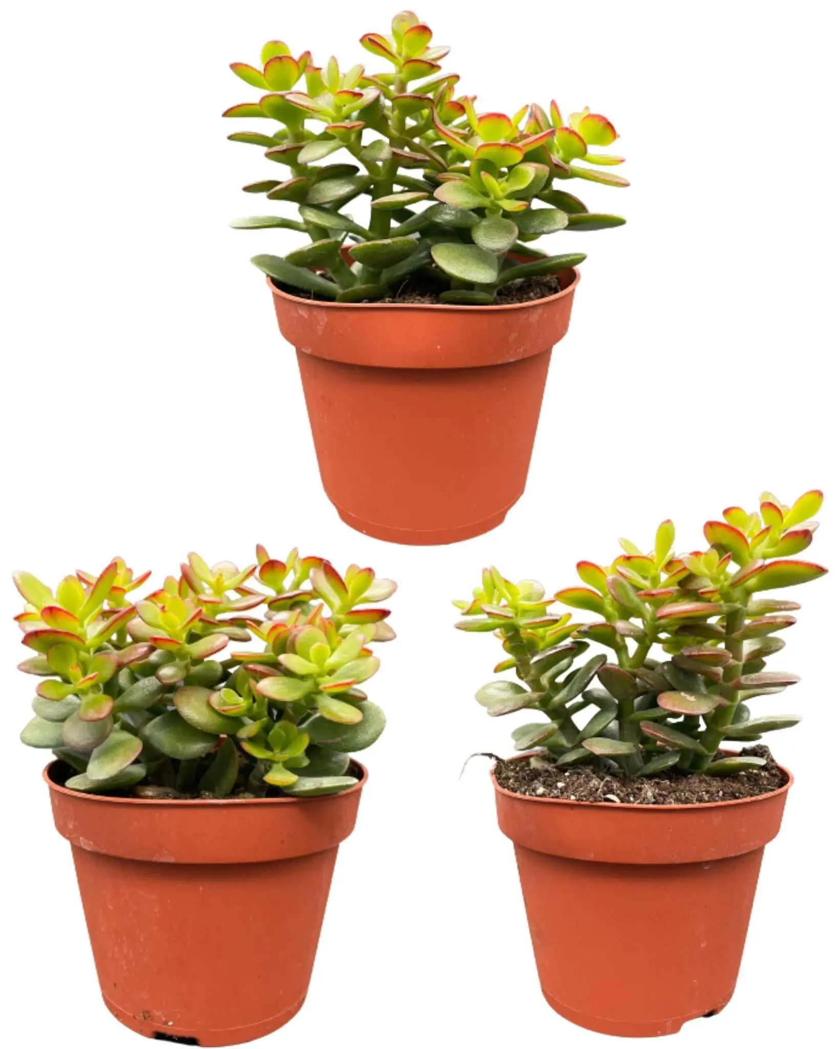 Crassula Minor – Lot de 3 Succulentes- La Green Touch