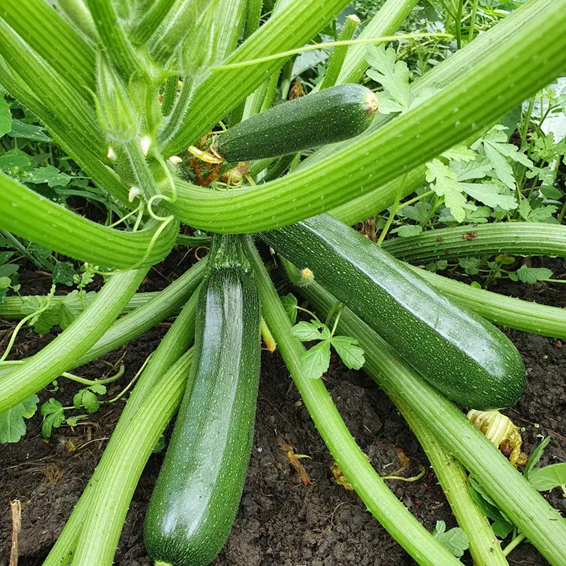 Courgette Anissa F1 (Création Vilmorin) – Vilmorin le sachet de 15 graines environ (3g)