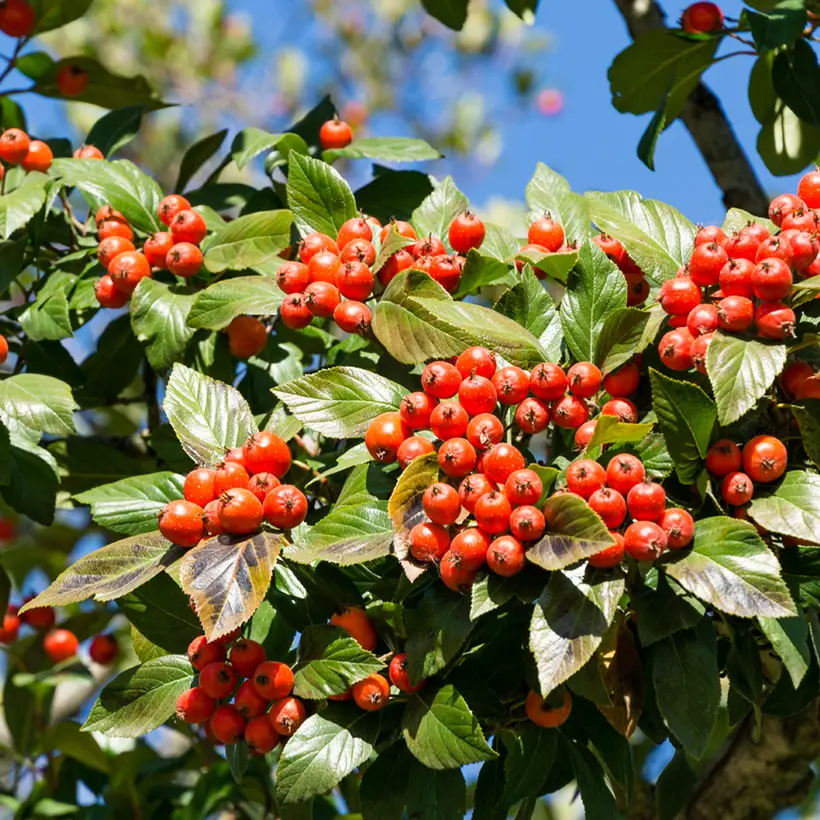 Crataegus lavallei Carrierei – Aubépine Pot de 3L/4L