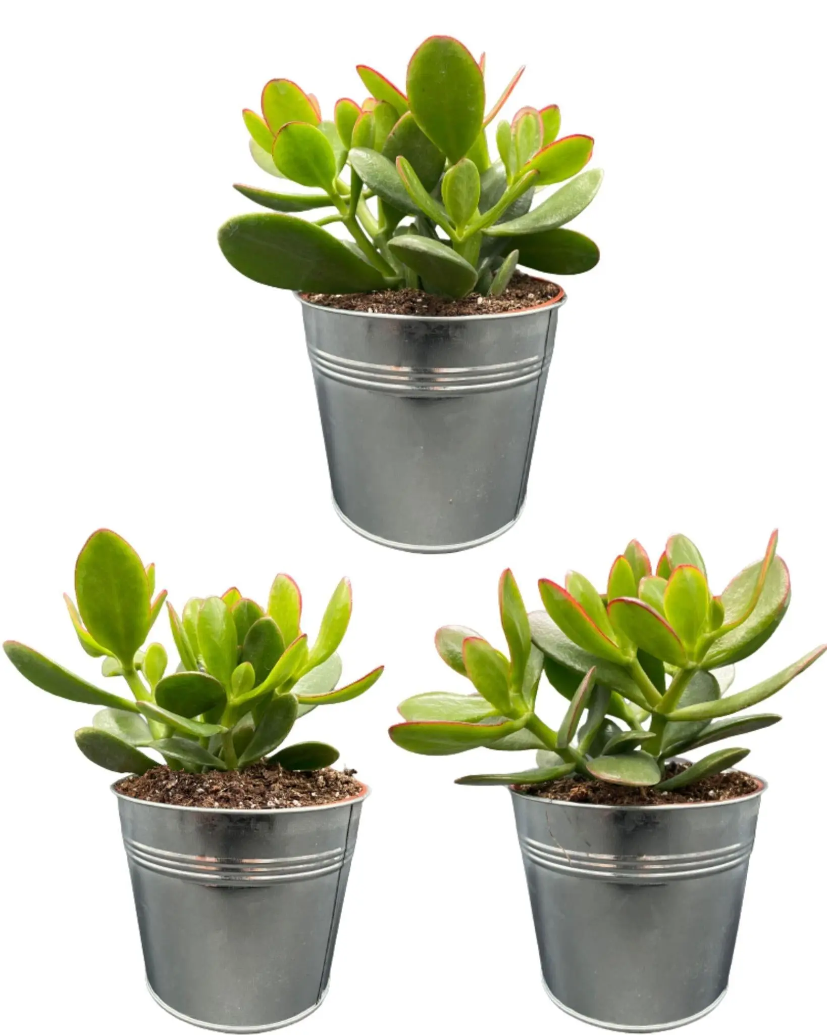 Crassula Ovata en Pot Zinc (Lot de 3)- La Green Touch