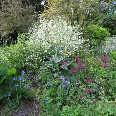 Crambe orientalis Morning Snow – Chou nuage Godet de 8/9 cm