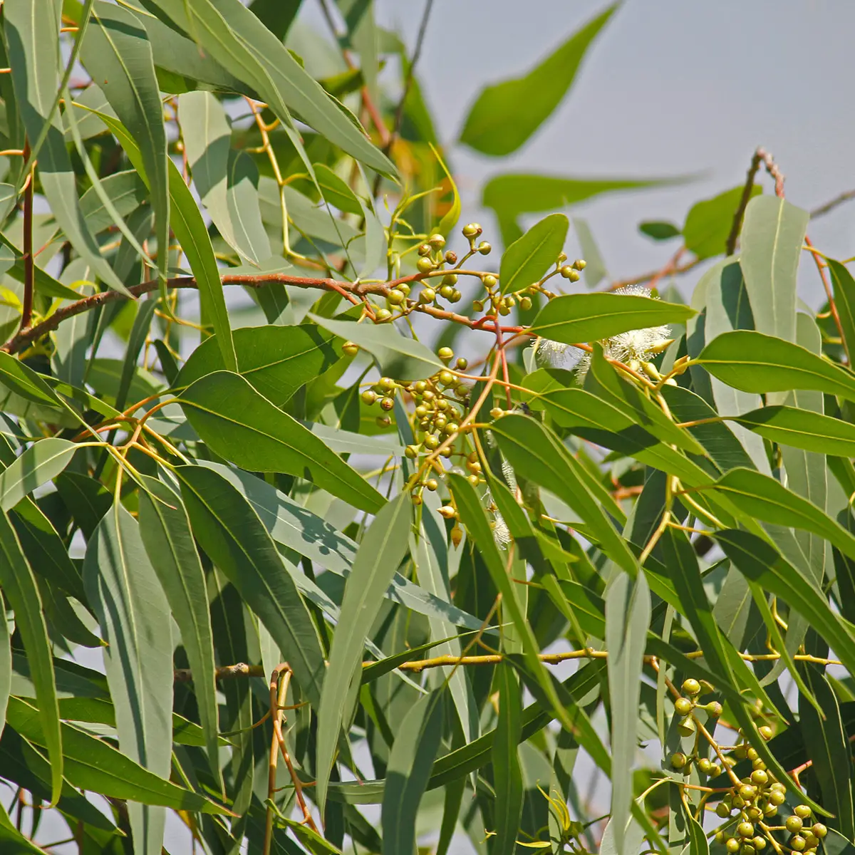Corymbia citriodora – Eucalyptus citronné Pot de 7,5L/10L