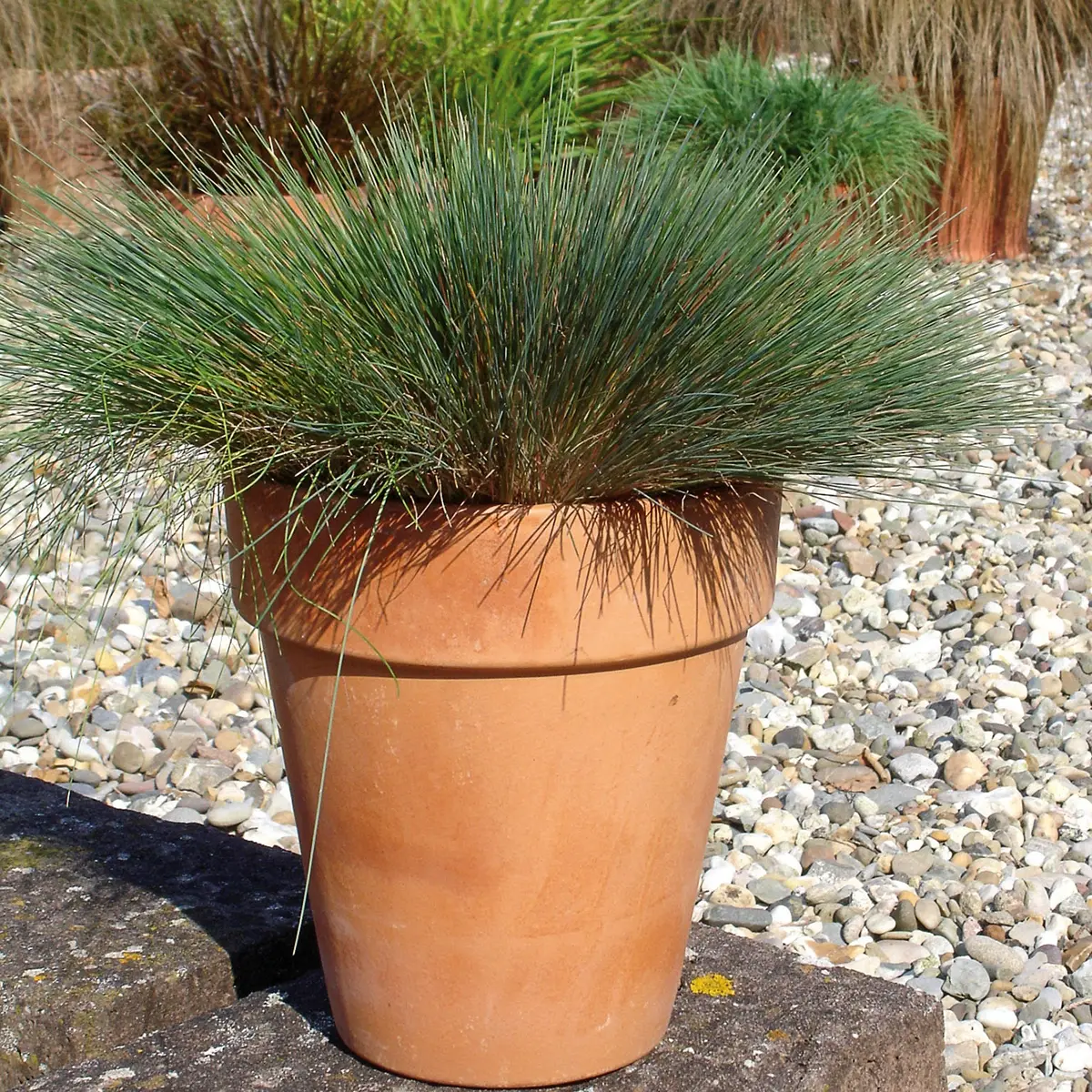 Corynephorus canescens Spiky Blue – Canche des sables Godet de 8/9 cm
