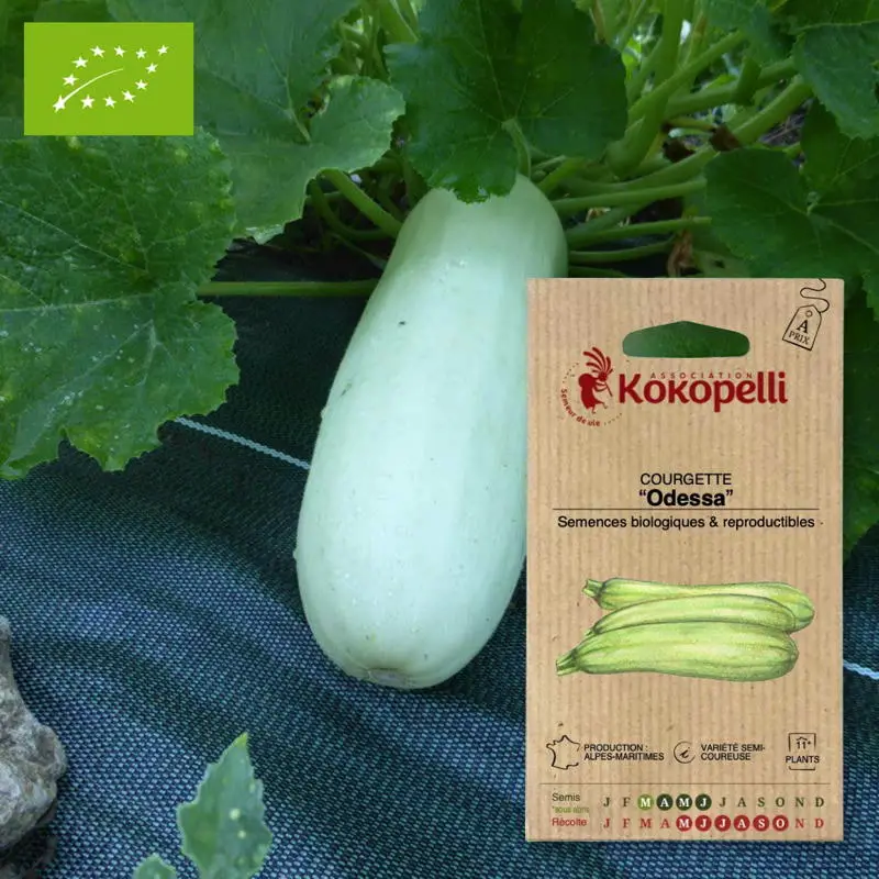 Courgette Odessa- Graines bio à semer