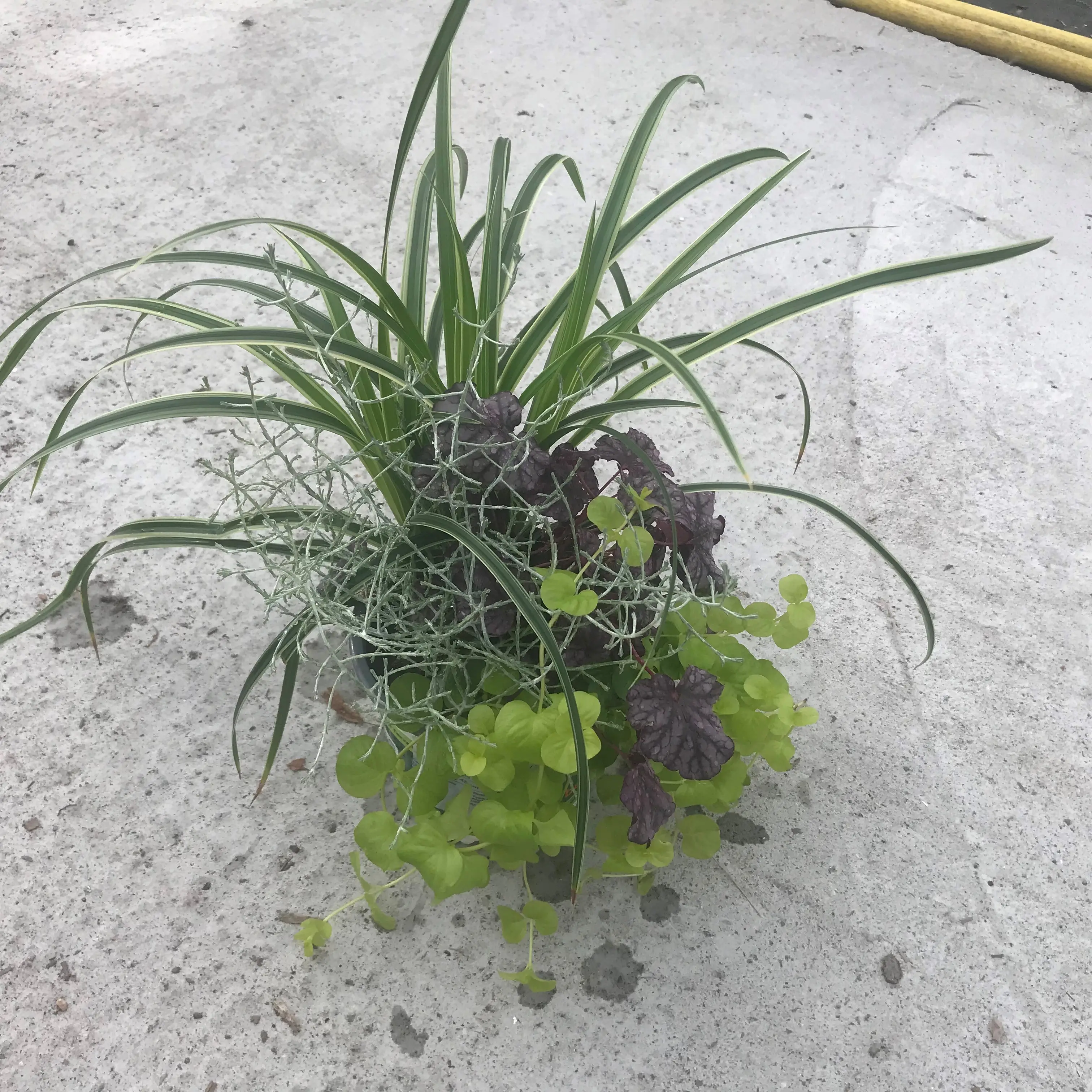 Composition Silent Sunday – composition de 4 plantes Pot de 12 cm / 13 cm