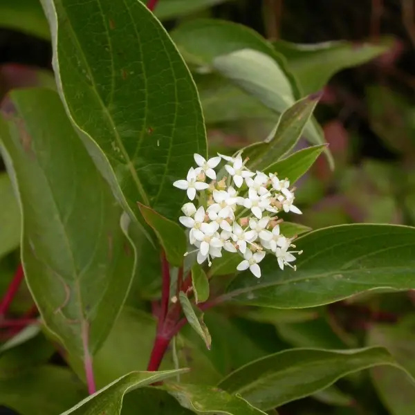 Cornus sericea Kelseyi – Cornouiller stolonifère Godet de 8/9 cm