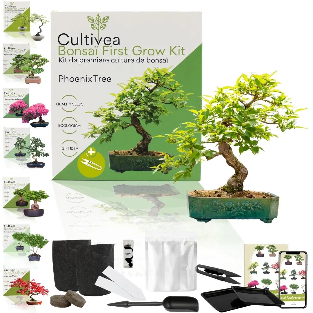 CULTIVEA® Kit First Bonsai Phoenix Tree- Kit de première culture de Bonsaï – Prêt à Pousser avec Graines & Accessoires
