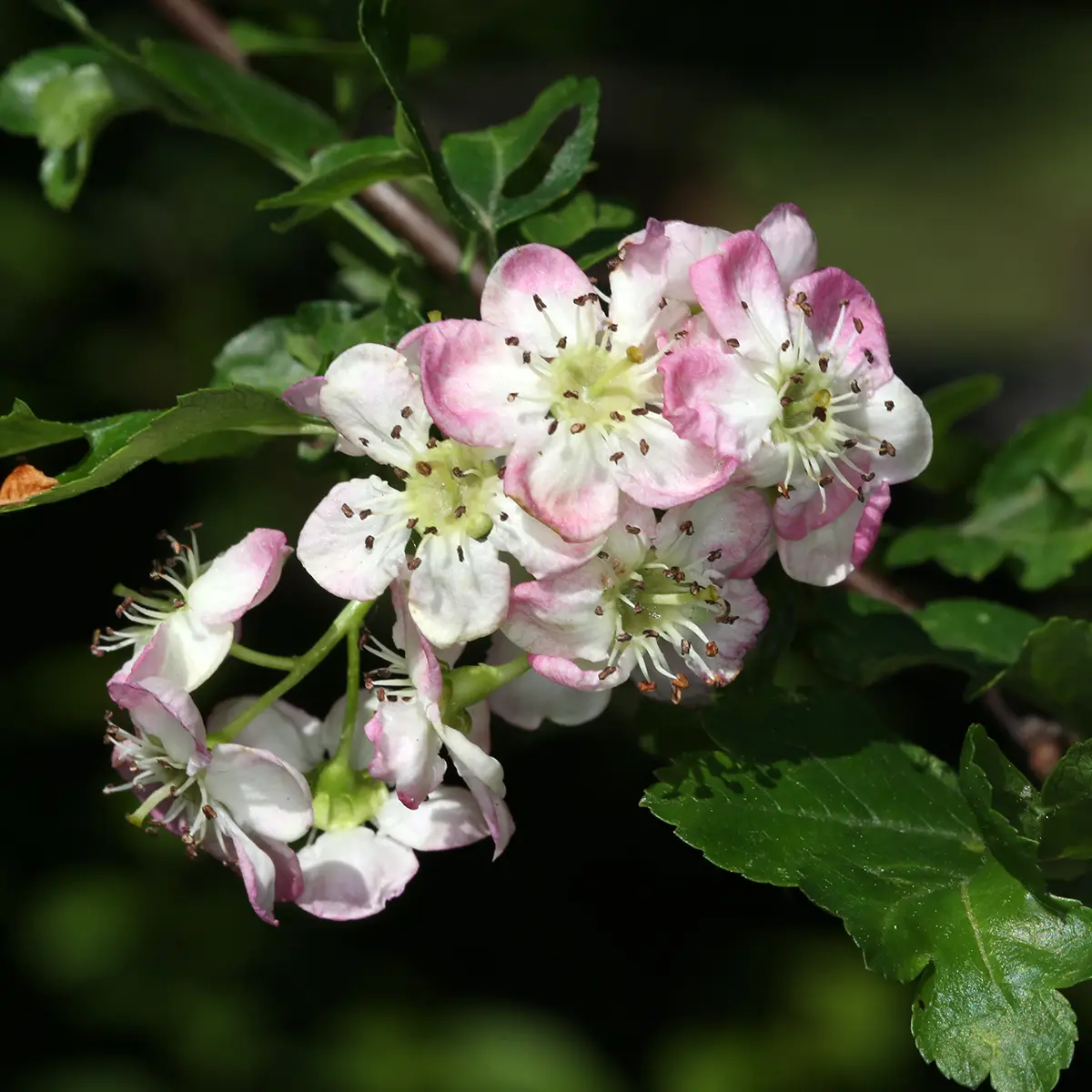 Crataegus monogyna Versicolor – Aubépine monogyne Pot de 3L/4L