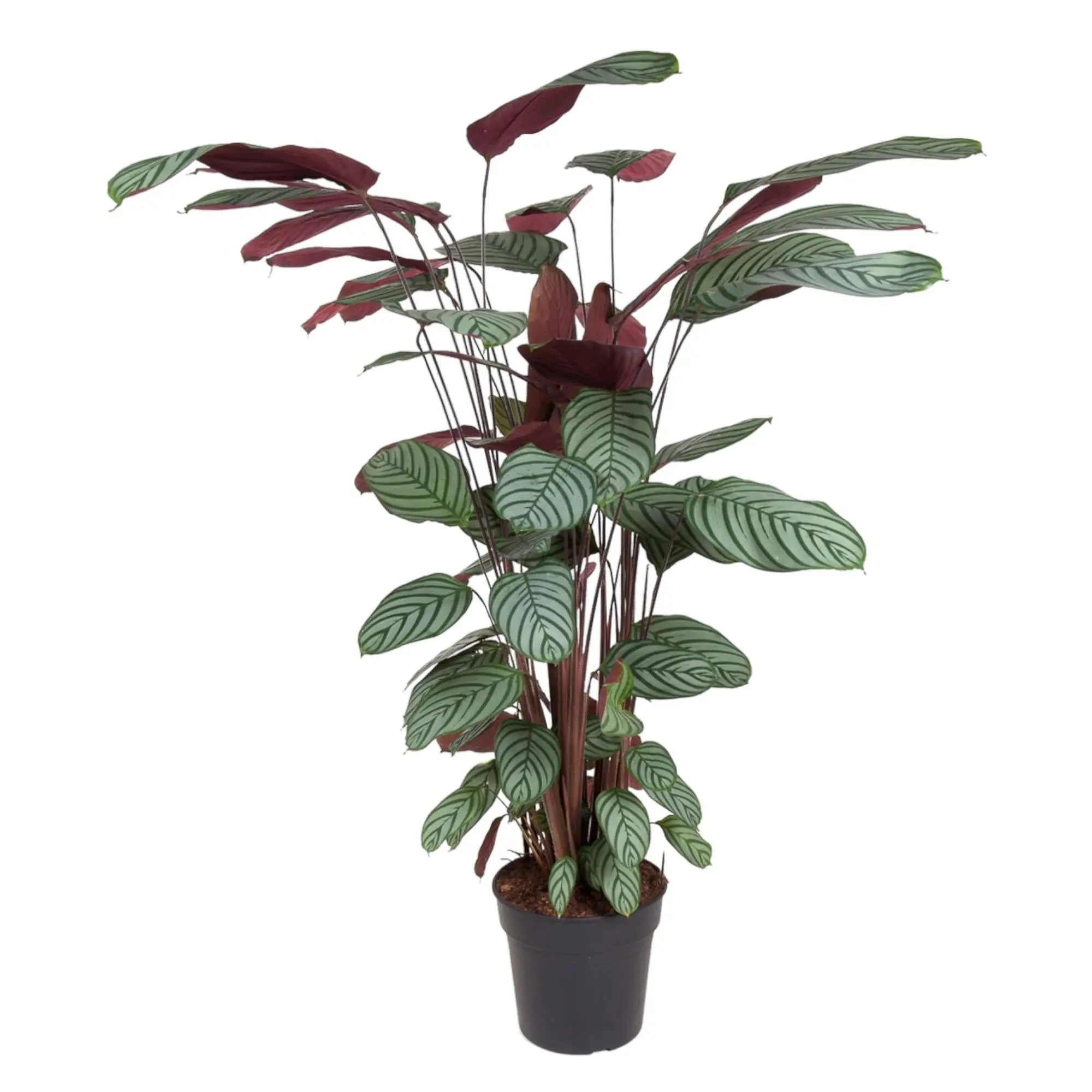 Ctenanthe Oppenheimiana 140cm – Plante d’intérieur- La Green Touch