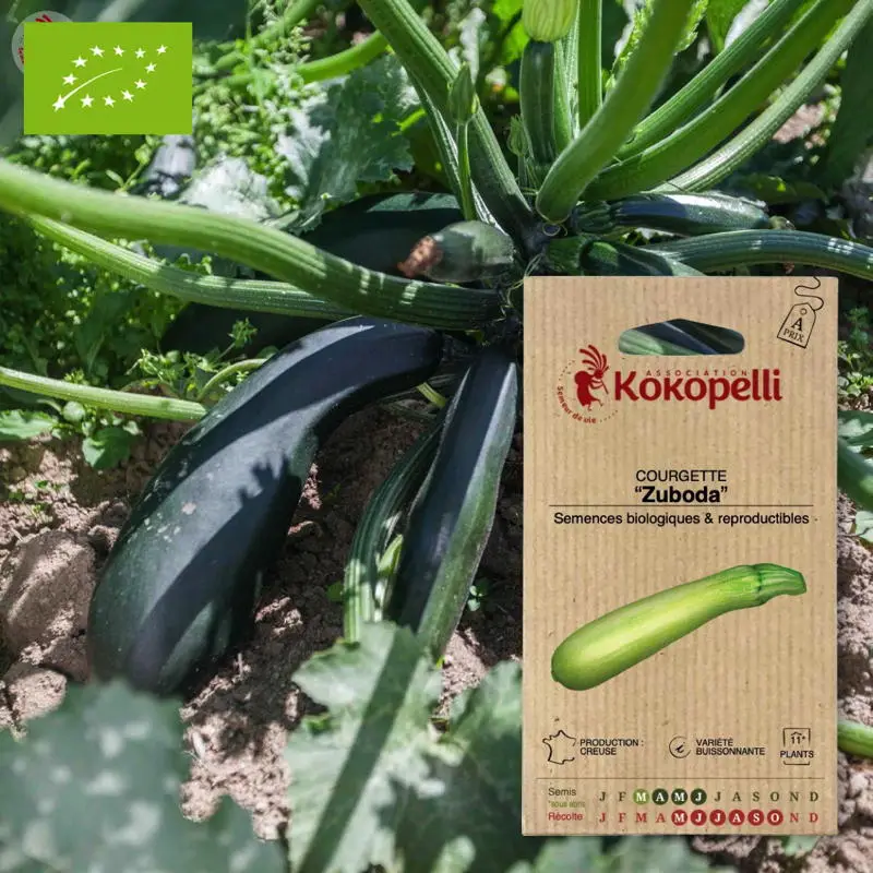 Courgette Zuboda- Graines bio à semer