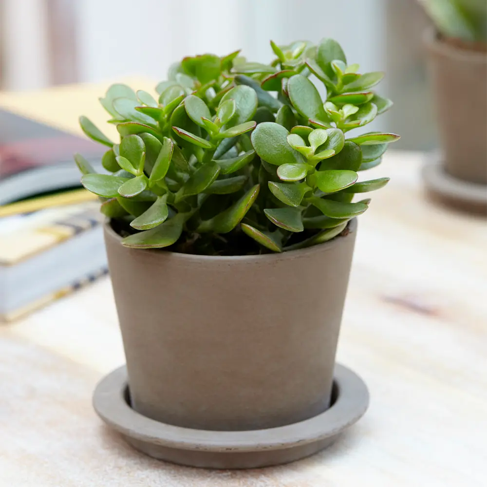 Crassula Ovata Arbre De Jade – Plante D’Intérieur Succulente Vivante De 12Cm En Pot – GardenersDream