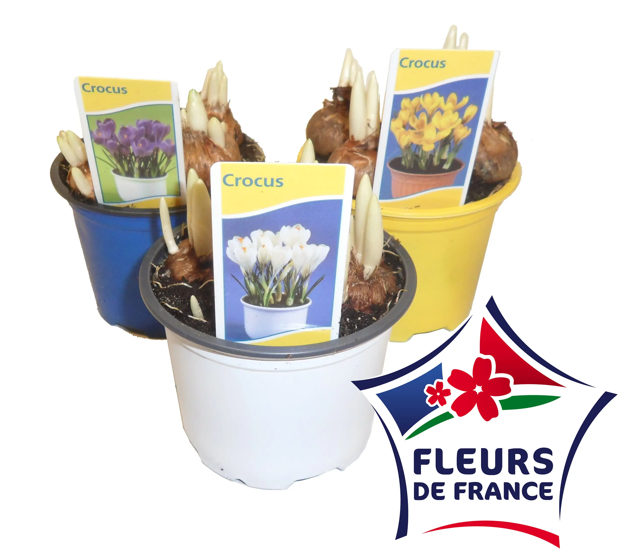 Crocus pot 8 cm
