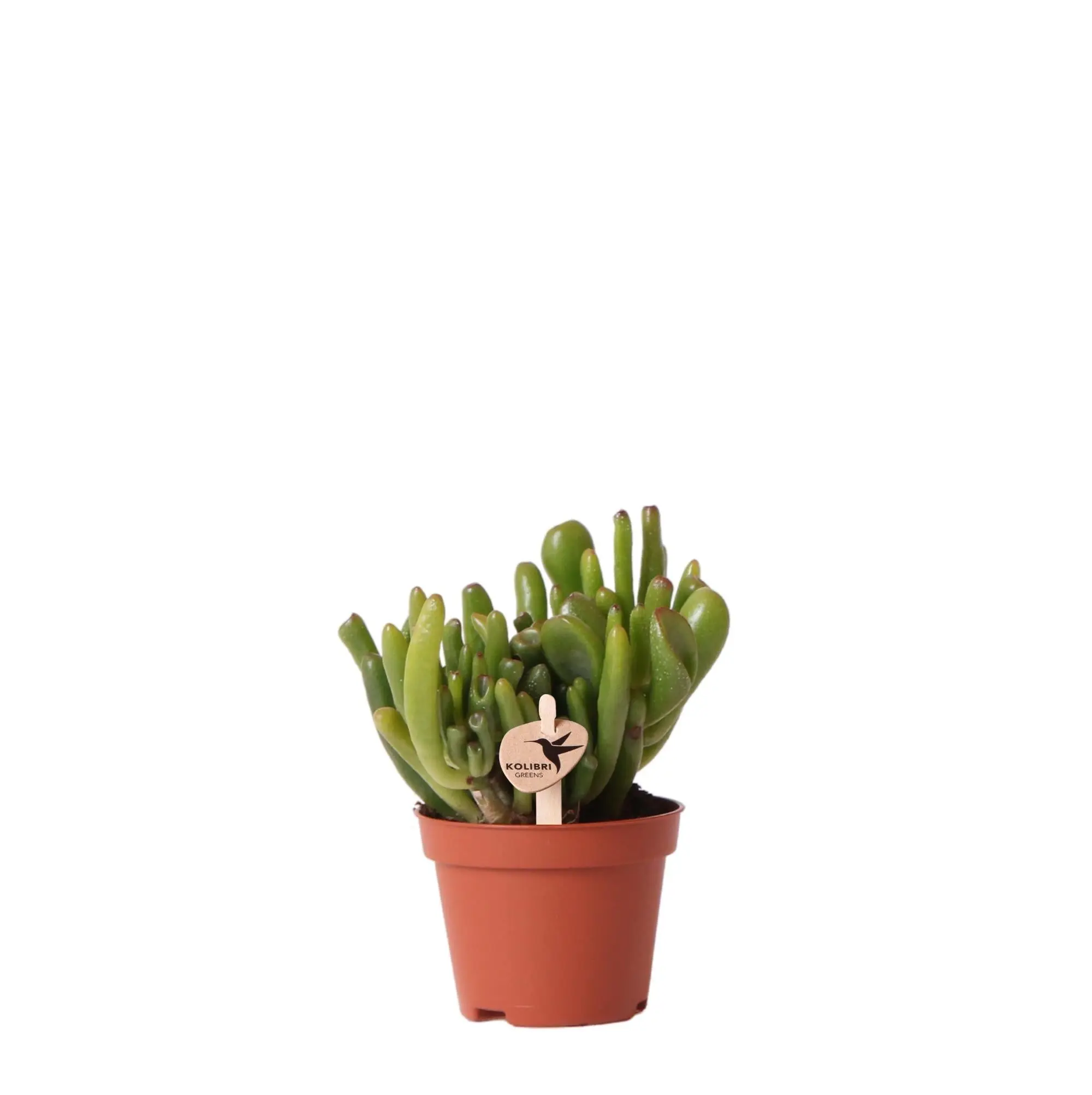 Crassula Hobbit h12cm – plante grasse d’intérieur- La Green Touch