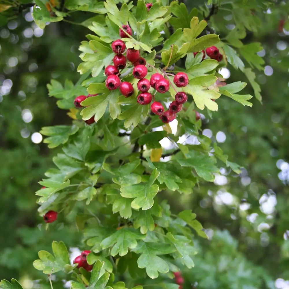 Crataegus monogyna Stricta – Aubépine Grandes Racines nues, Haute-Tige, 8/10 Haute tige
