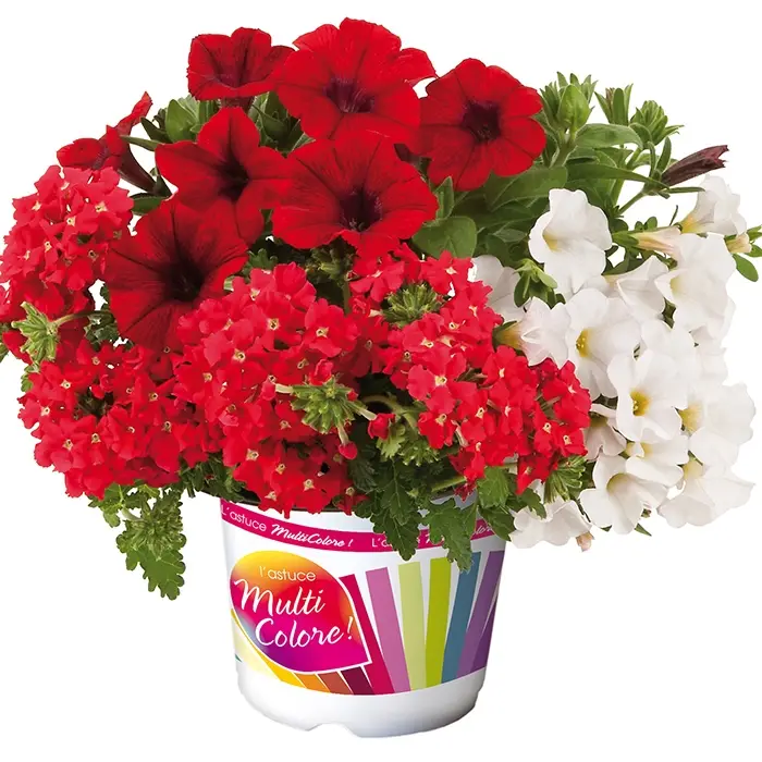 Composition Power Play – Composition de 3 plantes annuelles Mini-motte Ø 3/4 cm (par 3)