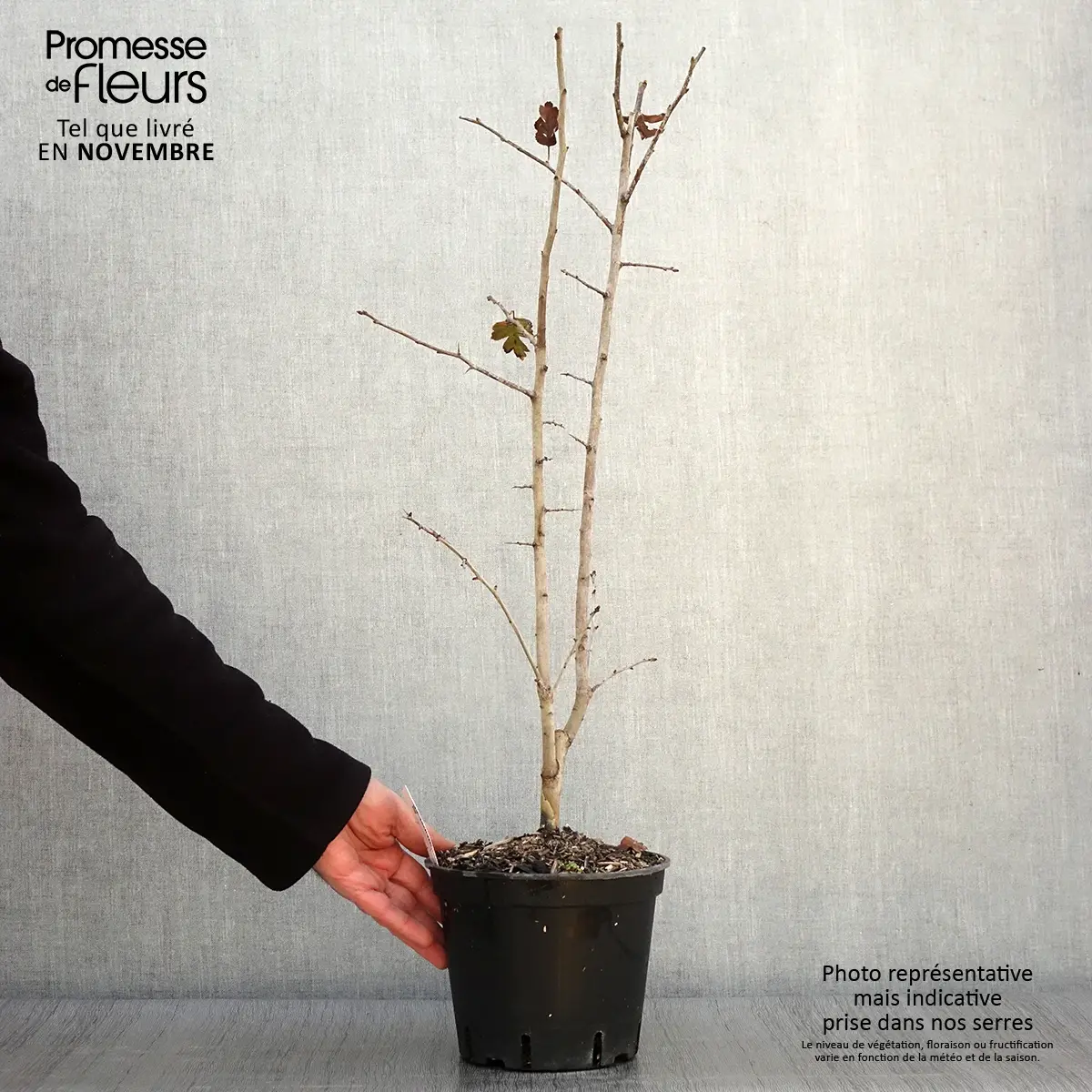 Crataegus laevigata Rosea Flore Pleno – Aubépine Pot de 3L/4L