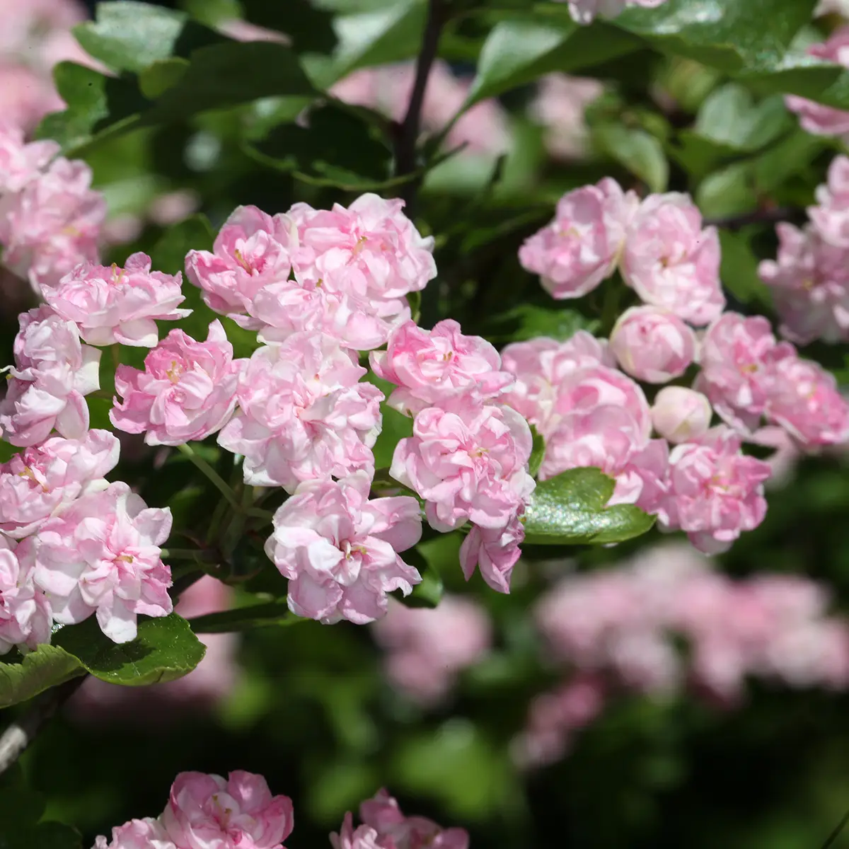 Crataegus laevigata Masekii – Aubépine lisse Pot de 4L/5L, Buisson