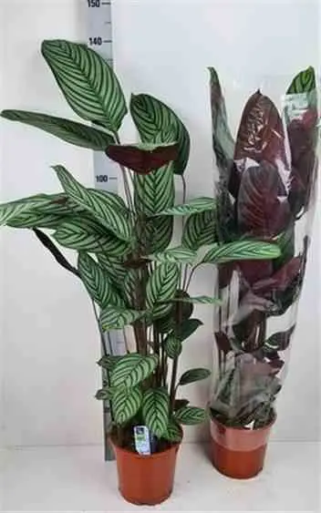 Ctenanthe oppenheimiana Taille:Pot de 10 litres ? 120/140 cm